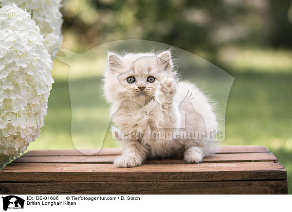 Britisch Langhaar Ktzchen / British Longhair Kitten / DS-01686