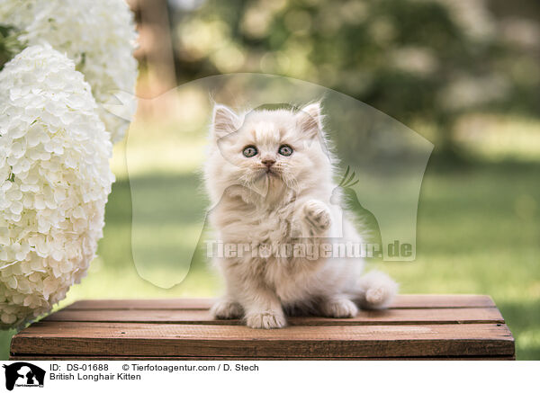 British Longhair Kitten / DS-01688