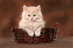 Highlander Kitten in basket