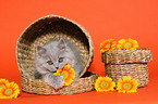 Highlander Kitten in basket