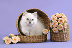 sitting Highlander Kitten in basket