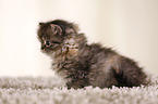 Highlander Kitten