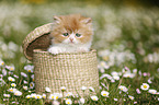 Highlander kitten on flower meadow