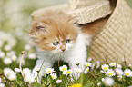 Highlander kitten on flower meadow