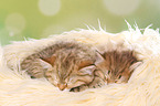 2 sleeping kitten