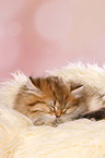 sleeping Highlander Kitten