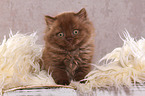 sitting Highlander kitten