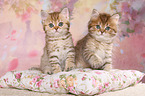 British Shorthair and Highlander Kitten
