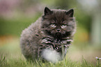 walking Highlander Kitten