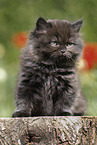 sitting Highlander Kitten