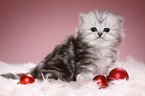 Highlander Kitten with Christmas tree balls