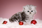 Highlander Kitten with Christmas tree balls