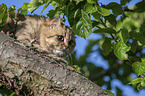British Longhair on a tree