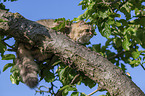British Longhair on a tree