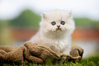 sitting British longhair kitten