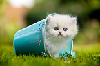 sitting British longhair kitten