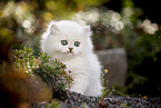 British Longhair kitten