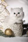 British Longhair Kitten with christmas decoration