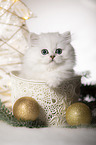 British Longhair Kitten with christmas decoration