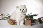 sitting British Longhair Kitten