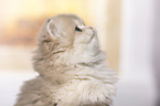 British Longhair Kitten portrait