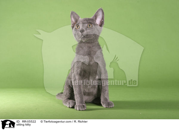 sitzendes Korat Ktzchen / sitting kitty / RR-05522