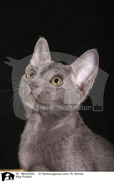 Korat Ktzchen / Kitty Portrait / RR-05550