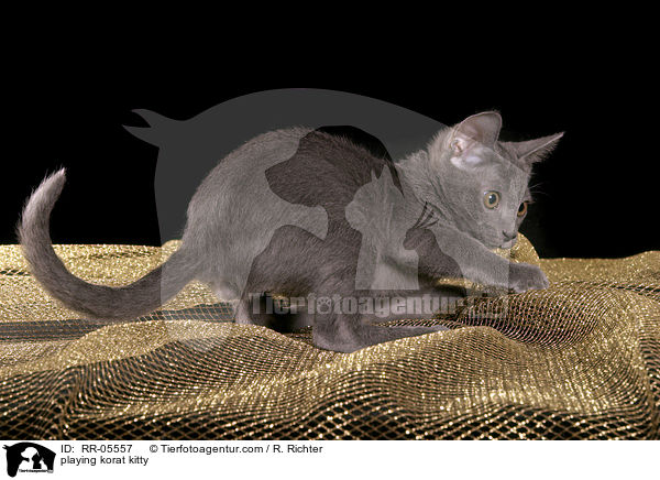 spielendes Korat Ktzchen / playing korat kitty / RR-05557