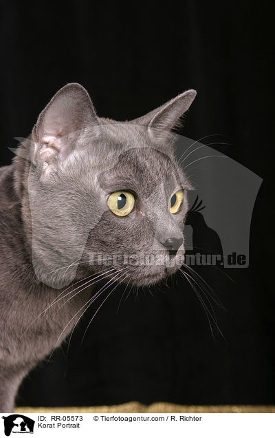 Korat Portrait / Korat Portrait / RR-05573