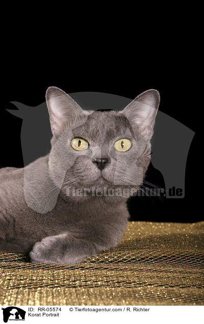 Korat Portrait / Korat Portrait / RR-05574