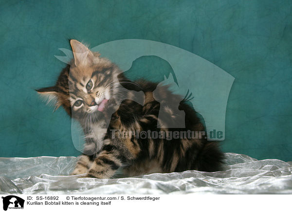 Kurilian Bobtail Ktzchen putzt sich / Kurilian Bobtail kitten is cleaning itself / SS-16892