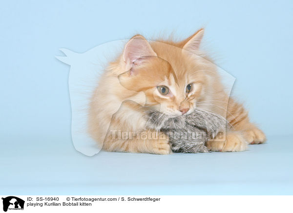 spielendes Kurilian Bobtail Ktzchen / playing Kurilian Bobtail kitten / SS-16940