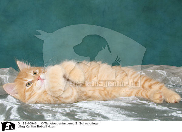 Kurilian Bobtail Ktzchen wlzt sich / rolling Kurilian Bobtail kitten / SS-16946