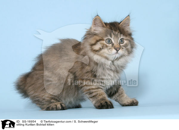 sitzendes Kurilian Bobtail Ktzchen / sitting Kurilian Bobtail kitten / SS-16954