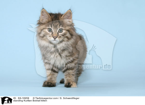 stehendes Kurilian Bobtail Ktzchen / standing Kurilian Bobtail kitten / SS-16958