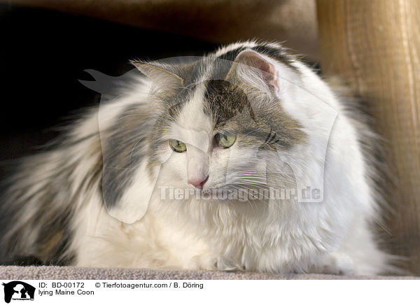 liegende Maine Coon / lying Maine Coon / BD-00172