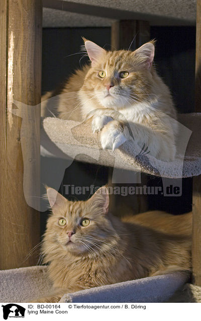 liegende / lying Maine Coon / BD-00164