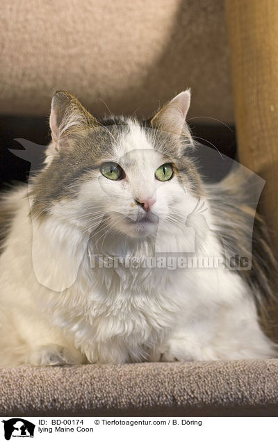 liegende / lying Maine Coon / BD-00174