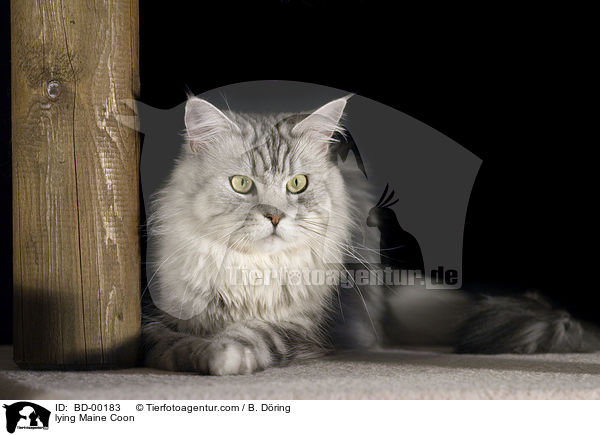 lying Maine Coon / BD-00183