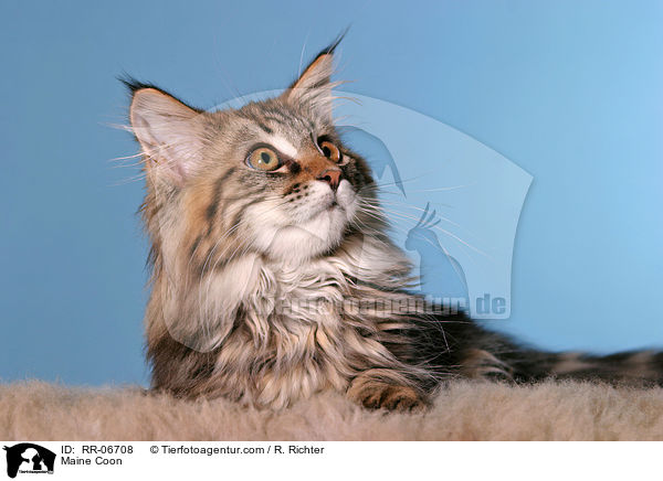 Maine Coon / Maine Coon / RR-06708