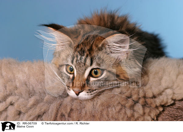 Maine Coon / Maine Coon / RR-06709