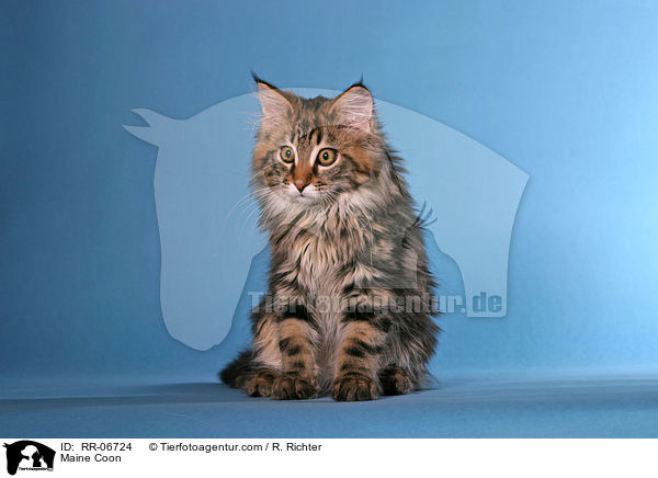 Maine Coon / Maine Coon / RR-06724