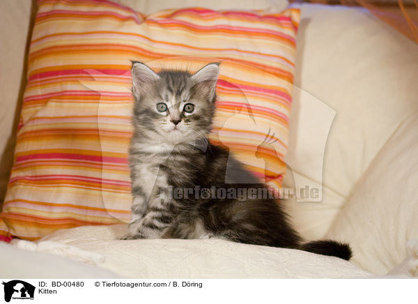 Maine Coon Ktzchen / Kitten / BD-00480