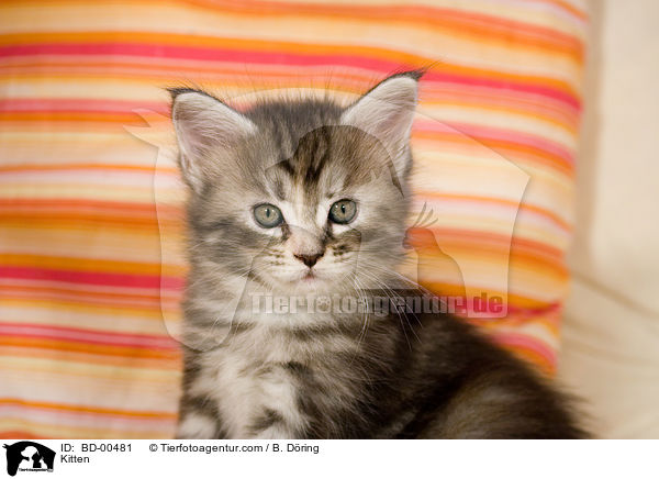 Maine Coon Ktzchen / Kitten / BD-00481