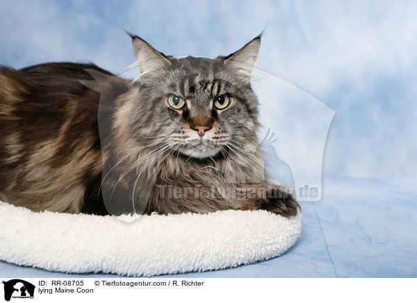 liegende Maine Coon / lying Maine Coon / RR-08705