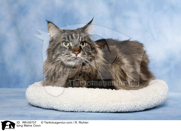 lying Maine Coon / RR-08707