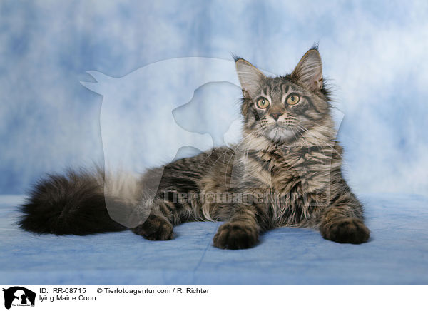 liegende Maine Coon / lying Maine Coon / RR-08715