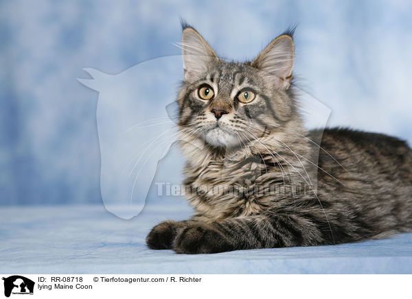 liegende Maine Coon / lying Maine Coon / RR-08718