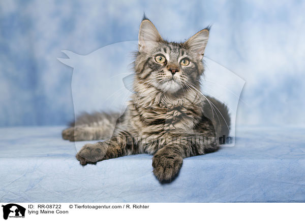liegende Maine Coon / lying Maine Coon / RR-08722