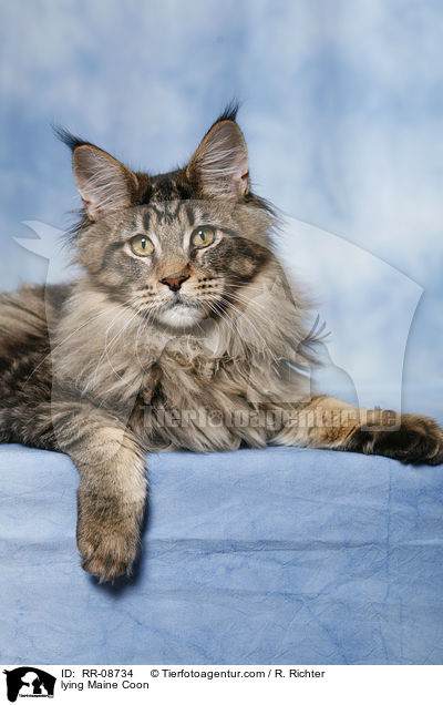 liegende Maine Coon / lying Maine Coon / RR-08734